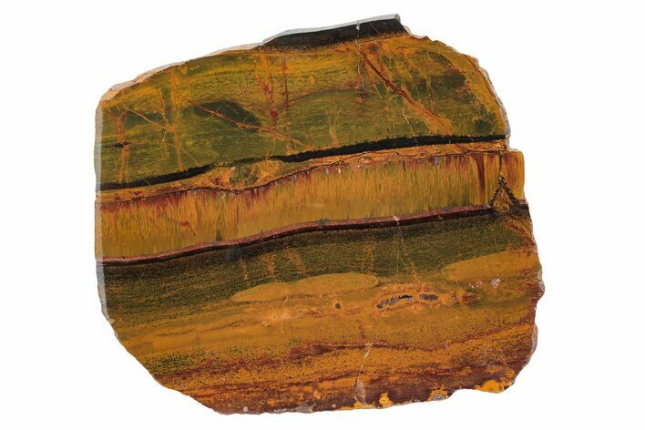 Polished Packsaddle Tiger Eye Slab - Western Australia #216802